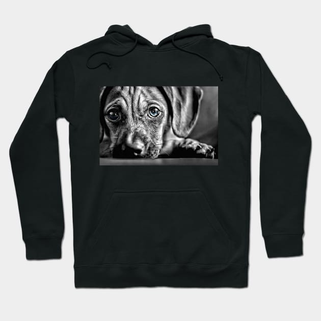 Blue-Eyed Black & White Puppy Hoodie by cameradog